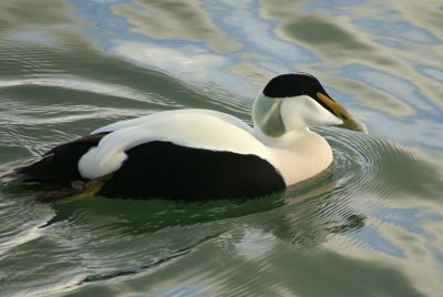 Eidereend - Eider -  Somateria mollissima