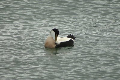 Eidereend - Eider -  Somateria mollissima