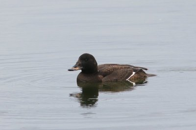 Grote zee-eend  - Velvet Scoter - Melanitta fusca