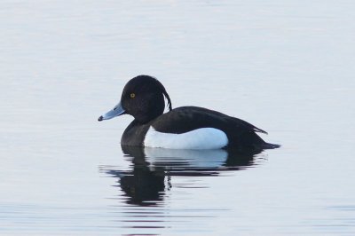 Kuifeend - Tufted duck - Aythya fuligula