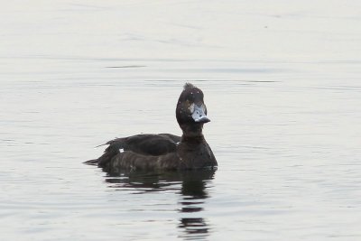 Kuifeend - Tufted duck - Aythya fuligula