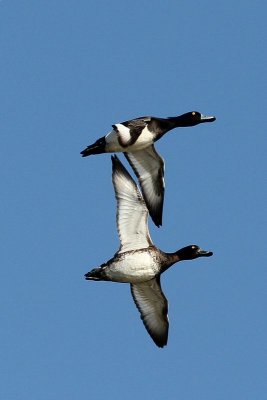 Kuifeend - Tufted duck - Aythya fuligula