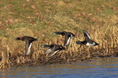 Kuifeend - Tufted duck - Aythya fuligula
