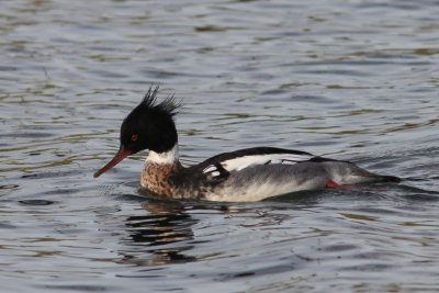 Middelste zaagbek - Red-breasted merganser -  Mergus serrator 