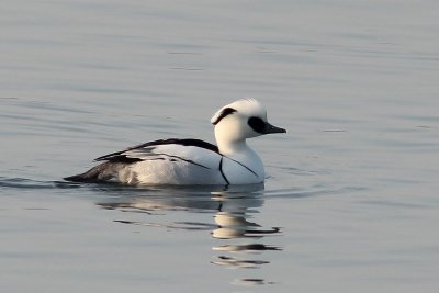 Nonnetje - Smew -  Mergus albellus 