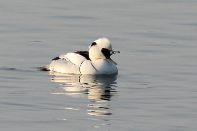 Nonnetje - Smew -  Mergus albellus 