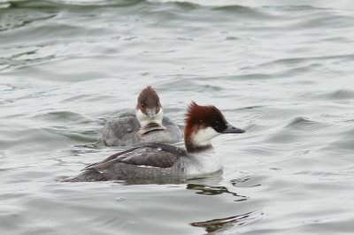 Nonnetje - Smew -  Mergus albellus 