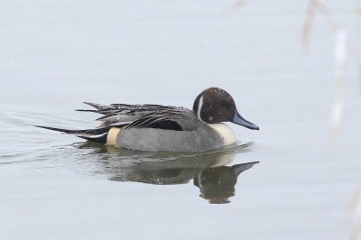 Pijlstaart - Pintail - Anas acuta 