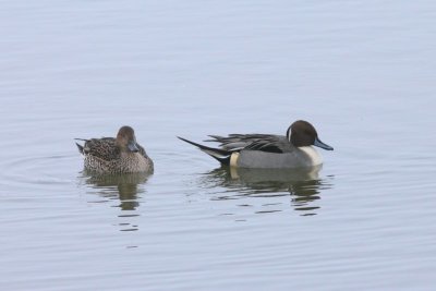 Pijlstaart - Pintail - Anas acuta 