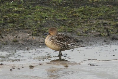 Pijlstaart - Pintail - Anas acuta 