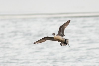 Pijlstaart - Pintail - Anas acuta 