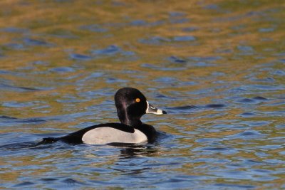 Ringsnaveleend -   Ring-necked duck - Aythya collaris  