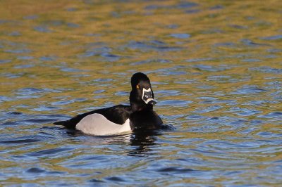 Ringsnaveleend -   Ring-necked duck - Aythya collaris  