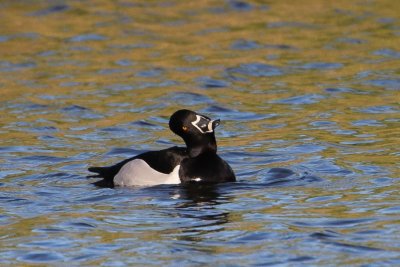 Ringsnaveleend -   Ring-necked duck - Aythya collaris  