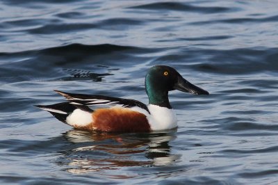 Slobeend - Shoveler - Anas elypeata   