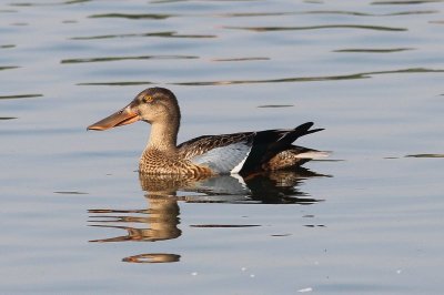 Slobeend -Shoveler - Anas elypeata   