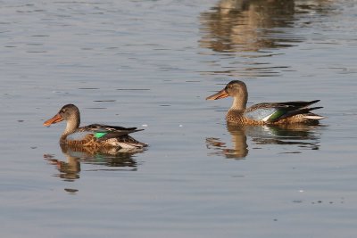 Slobeend -Shoveler - Anas elypeata   