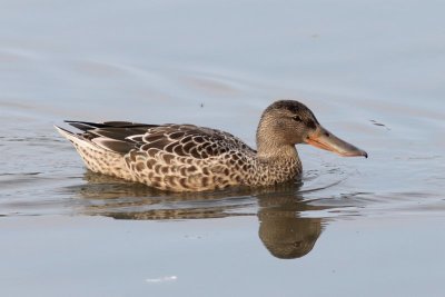 Slobeend -Shoveler - Anas elypeata   