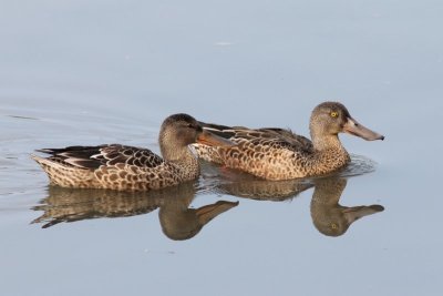 Slobeend -Shoveler - Anas elypeata   
