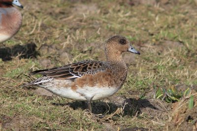 Smient - Wigeon - Anas penelope 