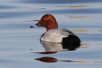 Tafeleend - Pochard - Aythya ferina 