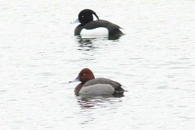 Tafeleend - Pochard - Aythya ferina x Witoogeend - Ferruginus duck - Aythya nycoca 