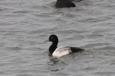 Topper - scaup - Aythya marila 