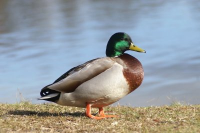 Wilde eend - Mallard - Anas Platyrhynchos 