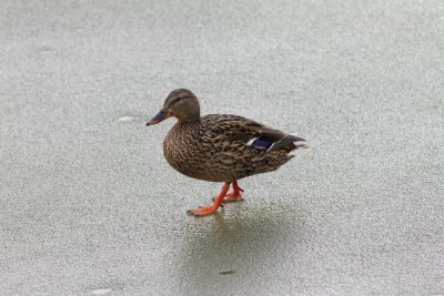 Wilde eend - Mallard - Anas Platyrhynchos 