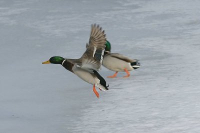 Wilde eend - Mallard - Anas Platyrhynchos 
