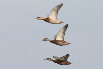 Wilde eend - Mallard - Anas Platyrhynchos 