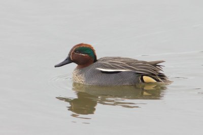 Wintertaling - Teal - Anas crecca 