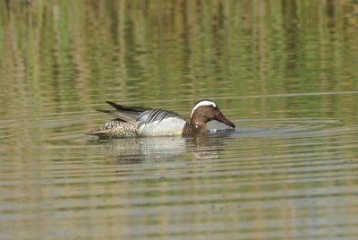 Zomertaling - Garganey - Anas querquedula 