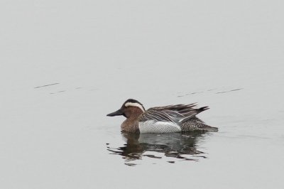 Zomertaling - Garganey - Anas querquedula 