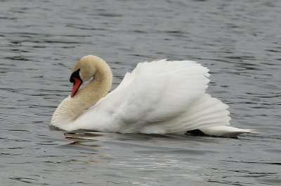 Knobbelzwaan -Mute swan - Cygnus olor 