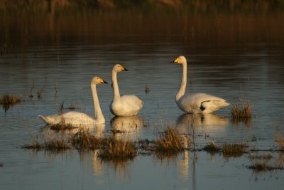 Wilde zwaan - Whooper swan - Cygnus cygnus 