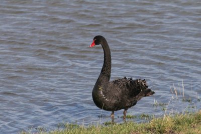 Zwarte zwaan - black swan - Cygnus atratus 
