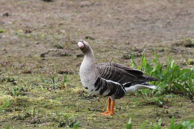 Kolgans - White-fronted goose - Anser albifrons 