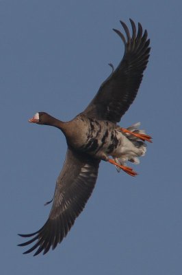 Kolgans - White-fronted goose - Anser albifrons 