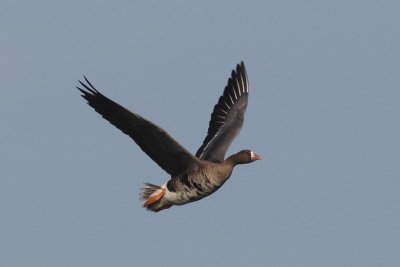 Kolgans - White-fronted goose - Anser albifrons 