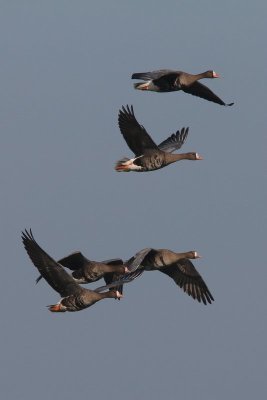 Kolgans - White-fronted goose - Anser albifrons 