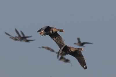 Kolgans - White-fronted goose - Anser albifrons 