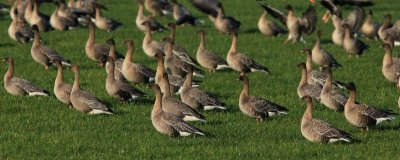 Kleine rietgans - Pink-footed goose - Anser brachyrhynchus 