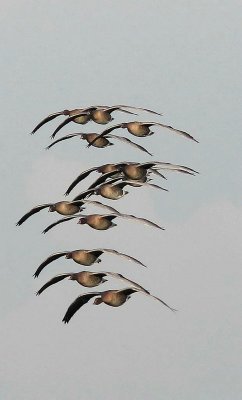 Kleine rietgans - Pink-footed goose - Anser brachyrhynchus 