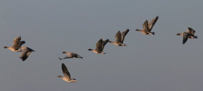 Kleine rietgans - Pink-footed goose - Anser brachyrhynchus 