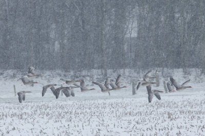 Grauwe gans - greylag goose - Anser anser 