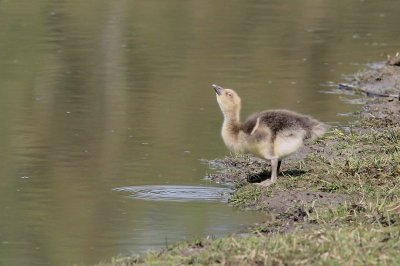 Grauwe gans - greylag goose - Anser anser 