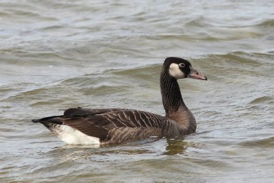 Grauwe gans - Anser anser  x Grote canadese gans - Branta canadensis  