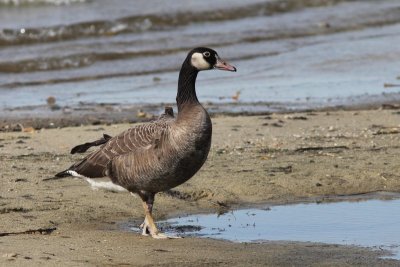 Grauwe gans - Anser anser  x Grote canadese gans - Branta canadensis  