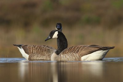 Canadese gans - Canada goose - Branta canadensis 